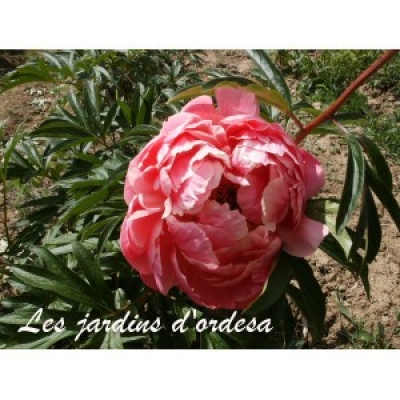 Paeonia coral charm
